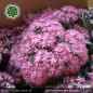 Preview: Hylotelephium 'Red Canyon' (syn. Sedum 'Red Canyon')